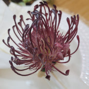 Set of 4 Purple Rustic Savanna Flower Napkin Rings